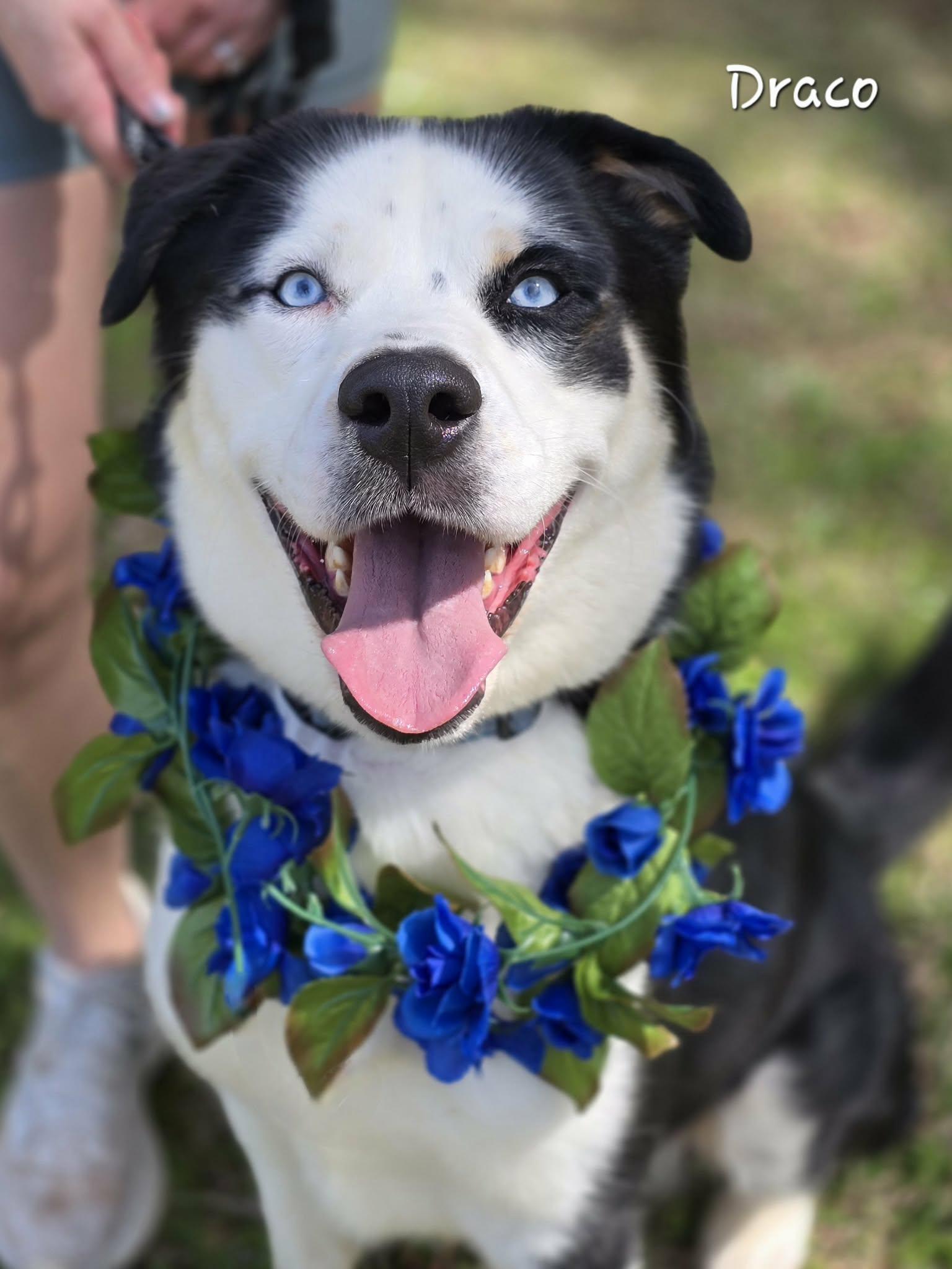 Enlarge Draco, a ADOPTABLE mixed breed in Bishop, GA image 1/6