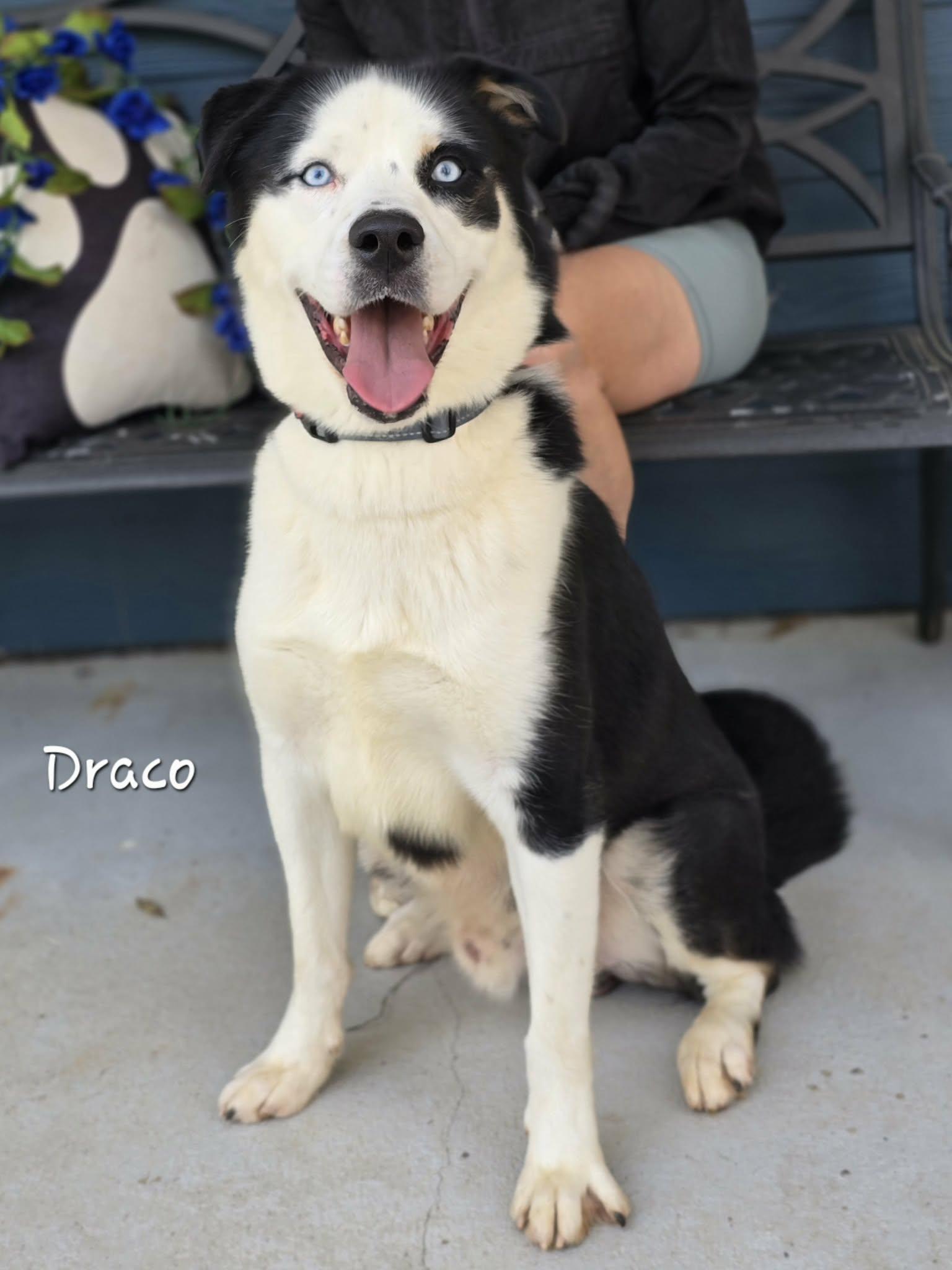 Enlarge Draco, a ADOPTABLE mixed breed in Bishop, GA image 5/6