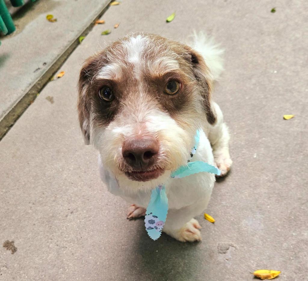 Marvin, a Adoptable Schnauzer in Los Angeles, CA image 1/5