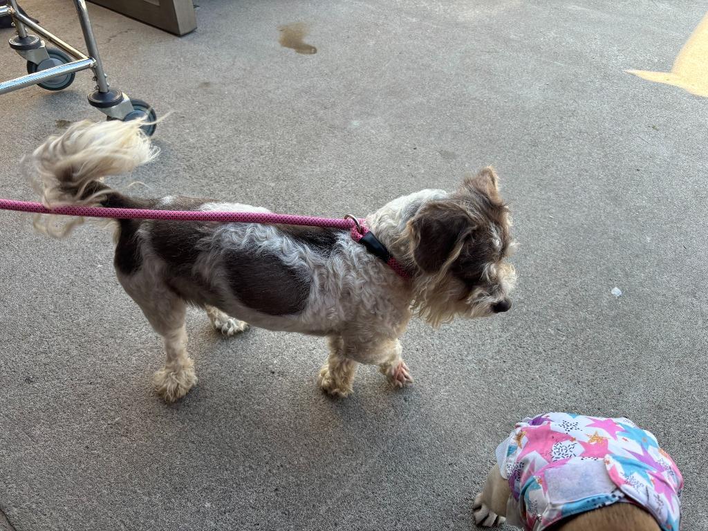 Marvin, a Adoptable Schnauzer in Los Angeles, CA image 2/5