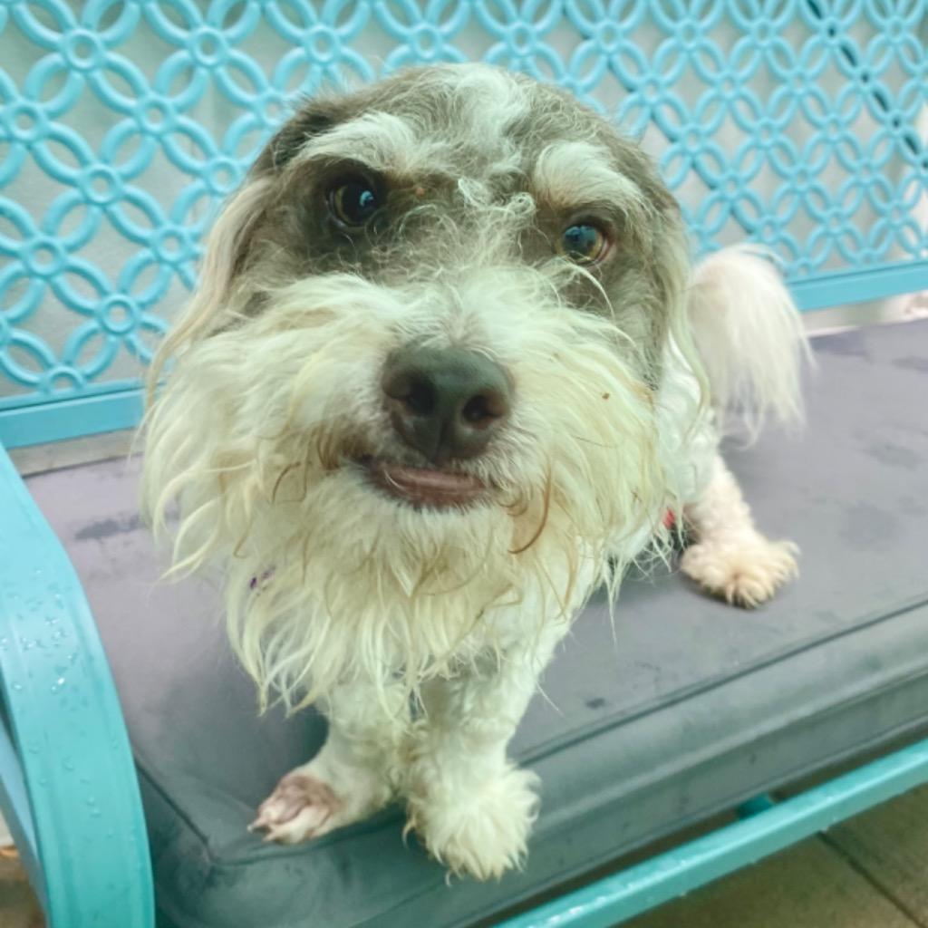 Marvin, a Adoptable Schnauzer in Los Angeles, CA image 3/5
