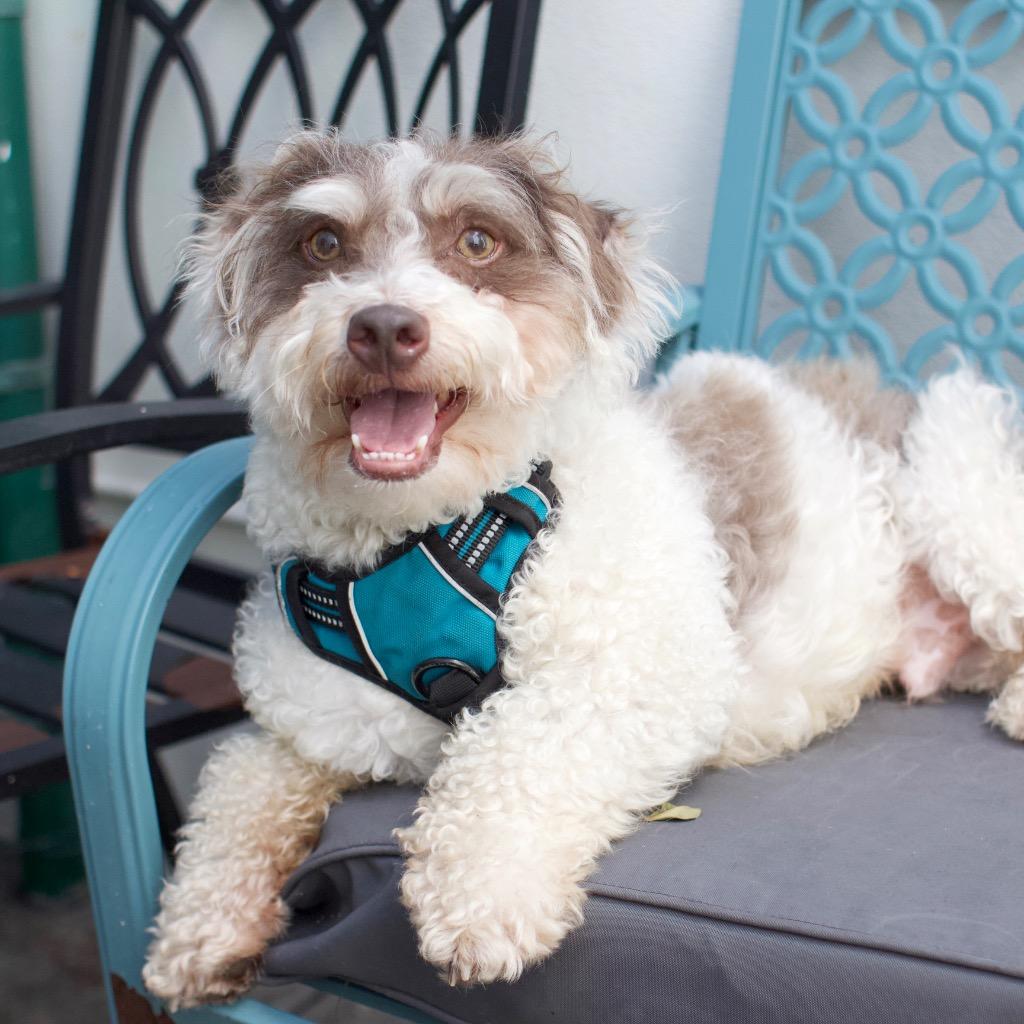 Marvin, a Adoptable Schnauzer in Los Angeles, CA image 4/5
