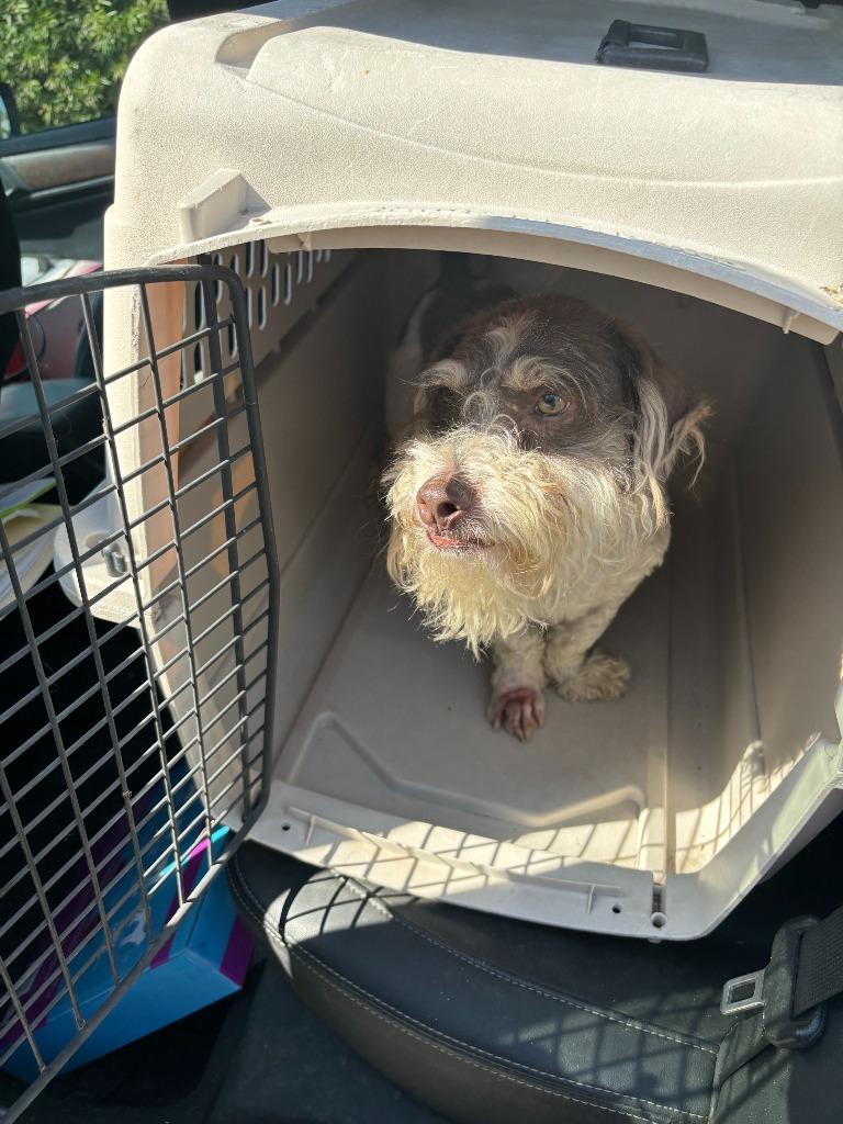 Marvin, a Adoptable Schnauzer in Los Angeles, CA image 5/5