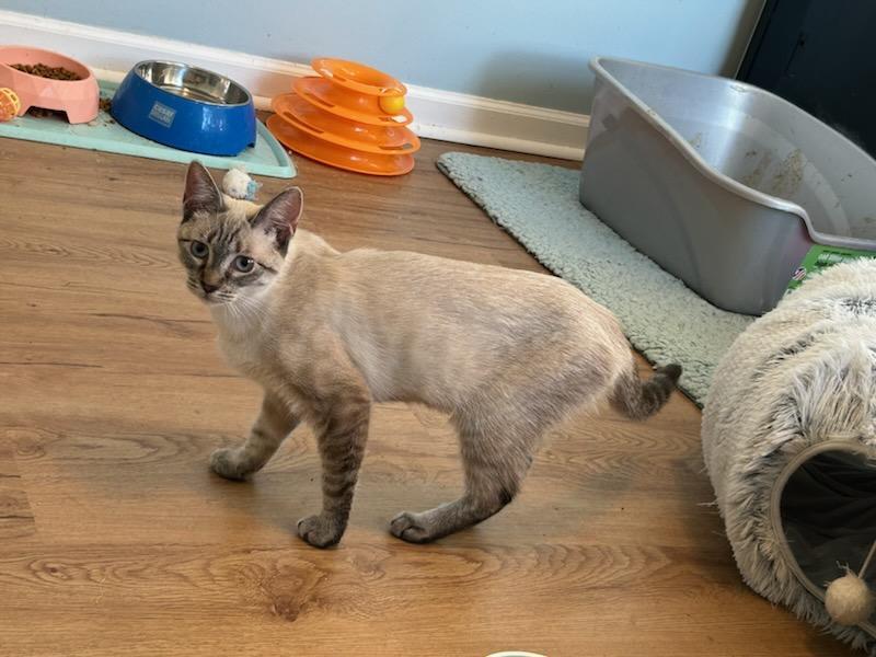 Enlarge Eve  Beautiful and Sweet, a ADOPTABLE mixed breed in Macomb, MI image 1/3