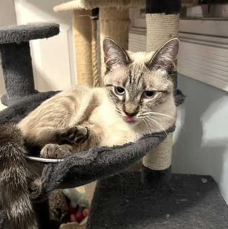 Enlarge Eve  Beautiful and Sweet (previous Siamese experience would be great), an adopted mixed breed in Macomb, MI image 3/4