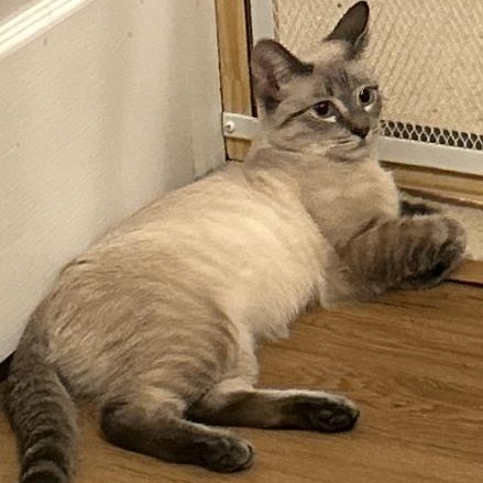 Eve  Beautiful and Sweet (previous Siamese experience would be great), ADOPTABLE, Young Female Siamese & Domestic Short Hair.