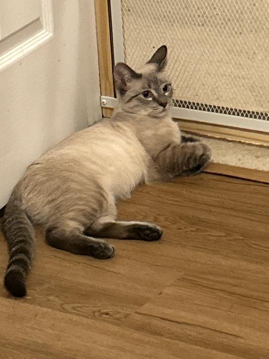 Enlarge Eve  Beautiful and Sweet, a ADOPTABLE mixed breed in Macomb, MI image 2/3