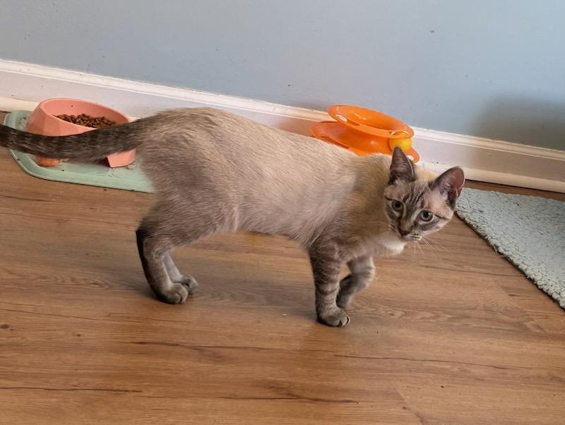 Enlarge Eve  Beautiful and Sweet, a ADOPTABLE mixed breed in Macomb, MI image 3/3