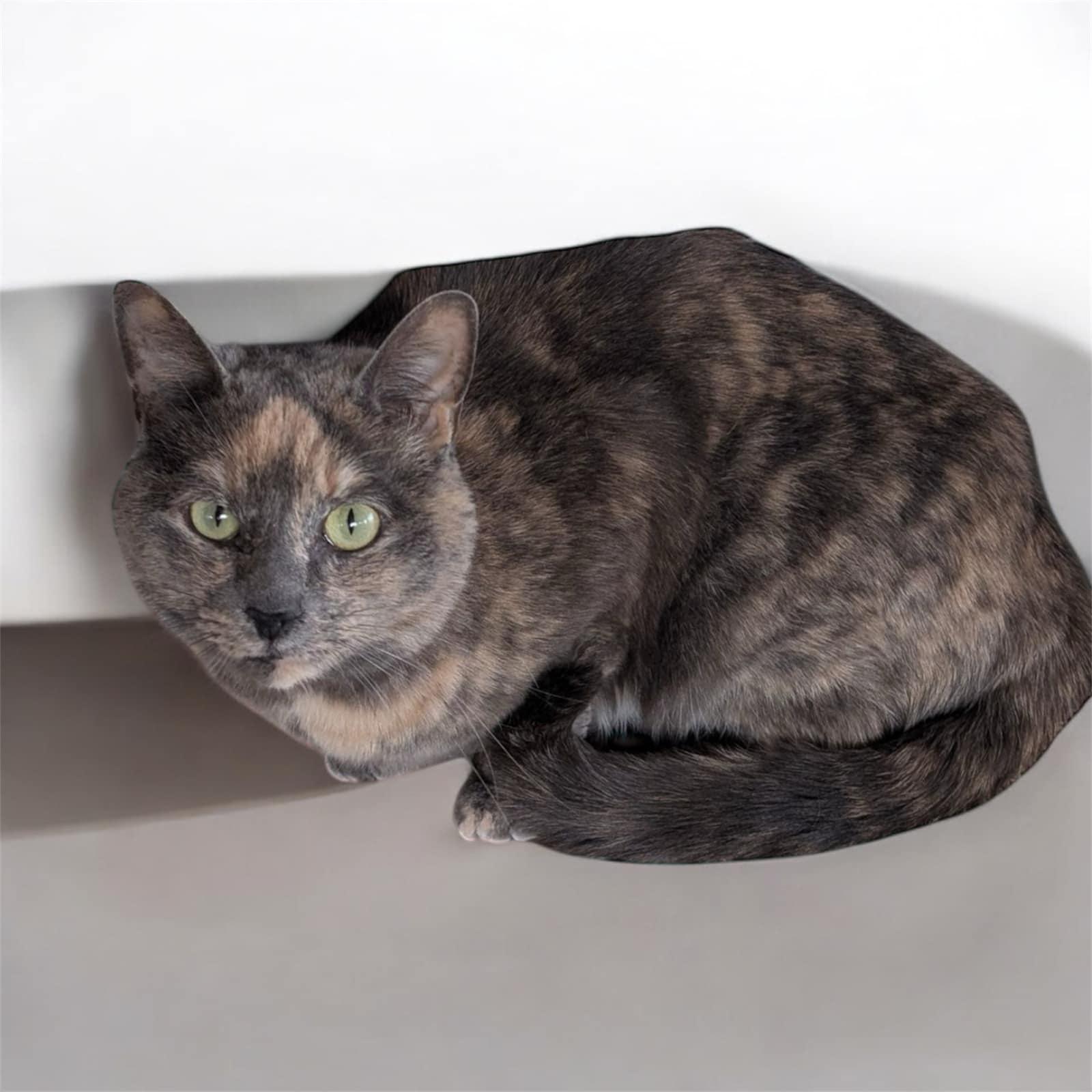 Posey - CT, a Adoptable Domestic Short Hair in Milford, CT image 2/3