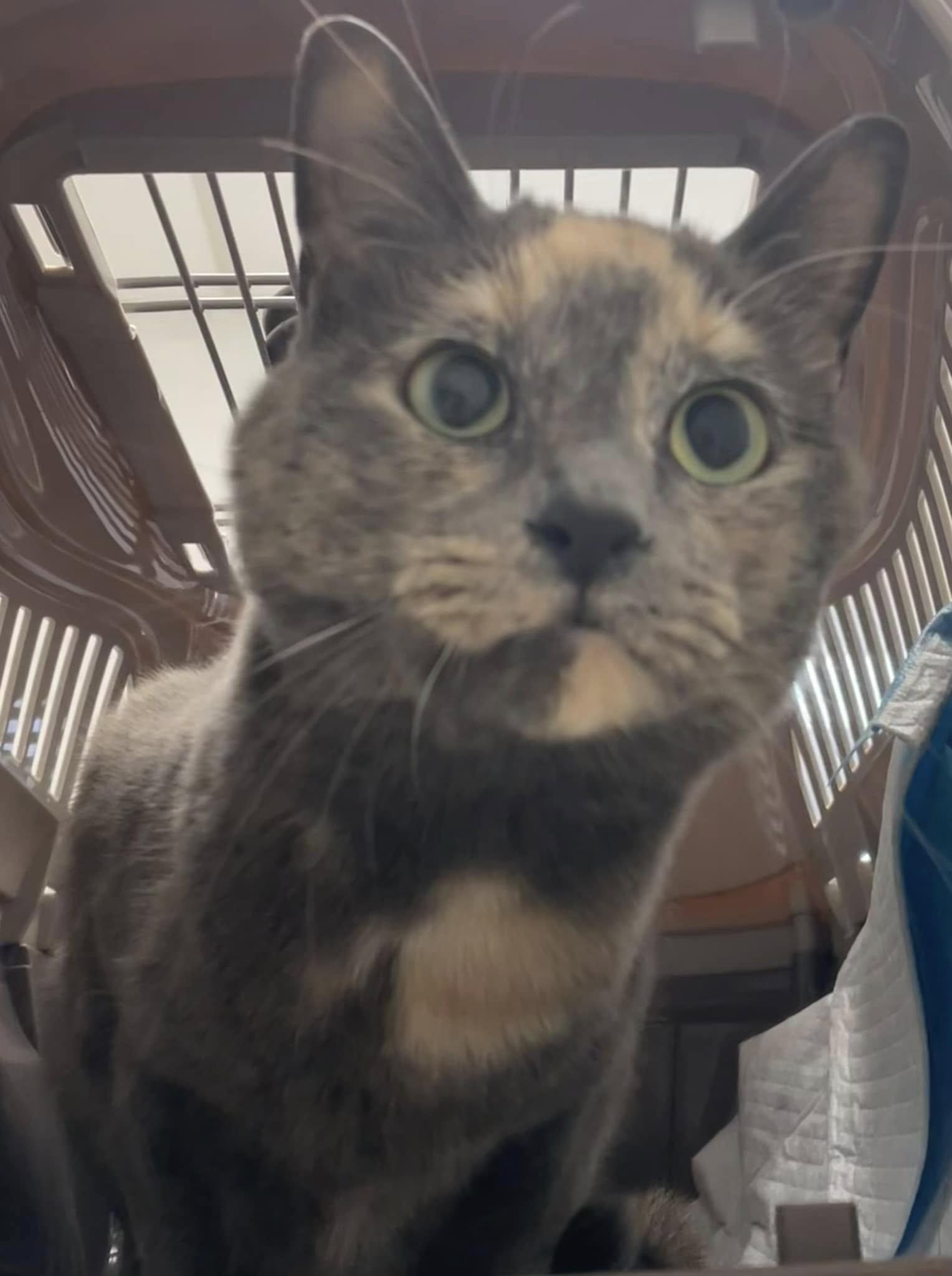 Posey - CT, a Adoptable Domestic Short Hair in Milford, CT image 1/3