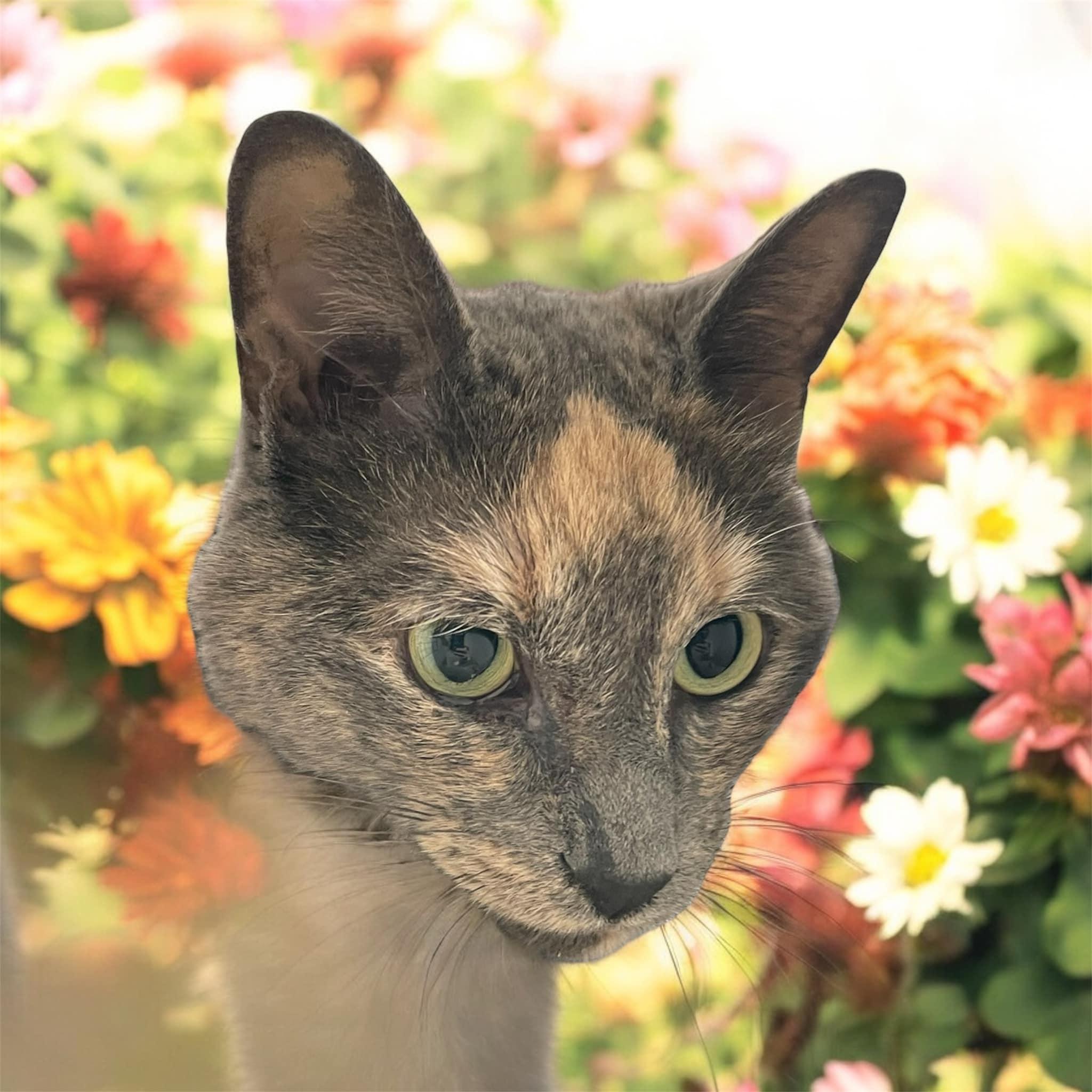 Posey - CT, a Adoptable Domestic Short Hair in Milford, CT image 3/3