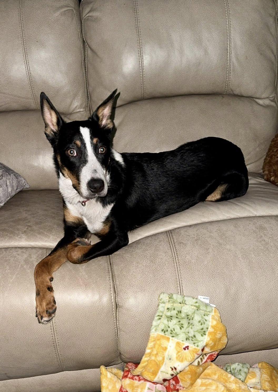 Shaggy, a Adoptable mixed breed in Savannah, GA image 1/6