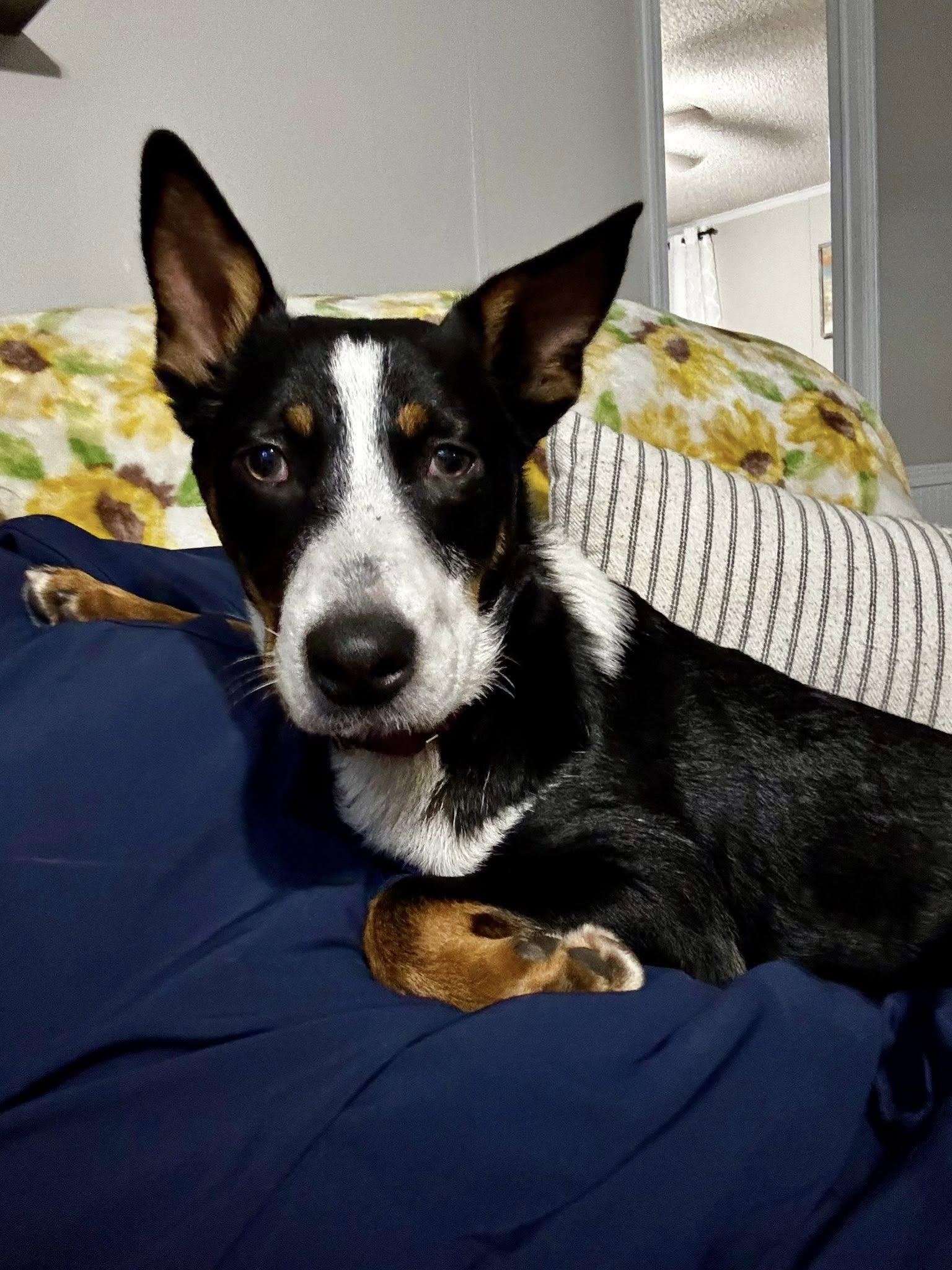 Enlarge Shaggy, a Adoptable mixed breed in Savannah, GA image 3/6