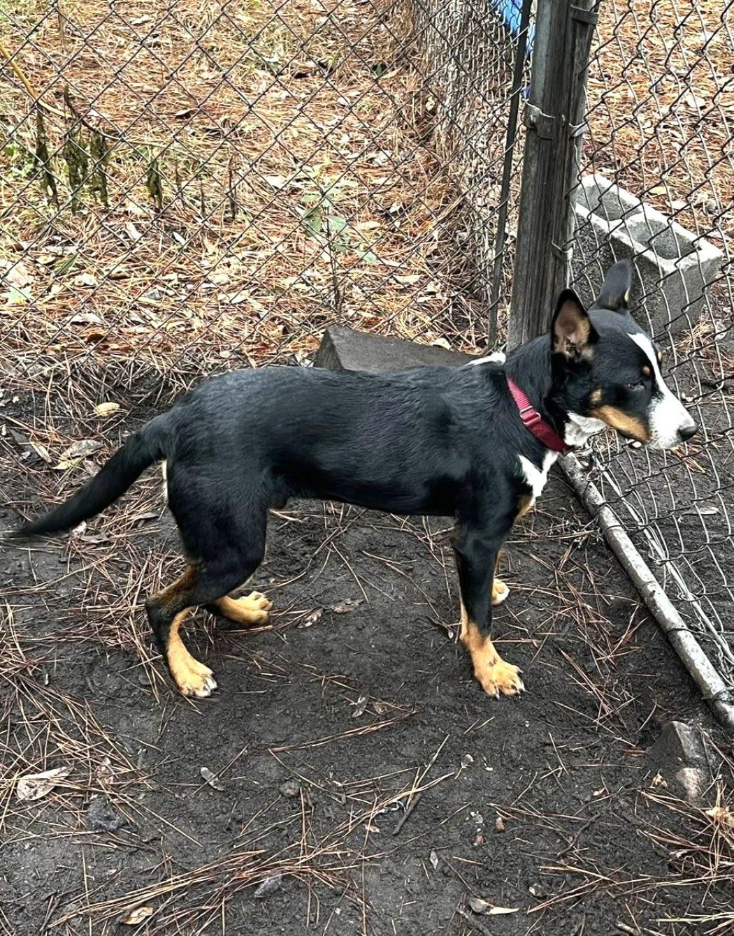 Enlarge Shaggy, a Adoptable mixed breed in Savannah, GA image 5/6