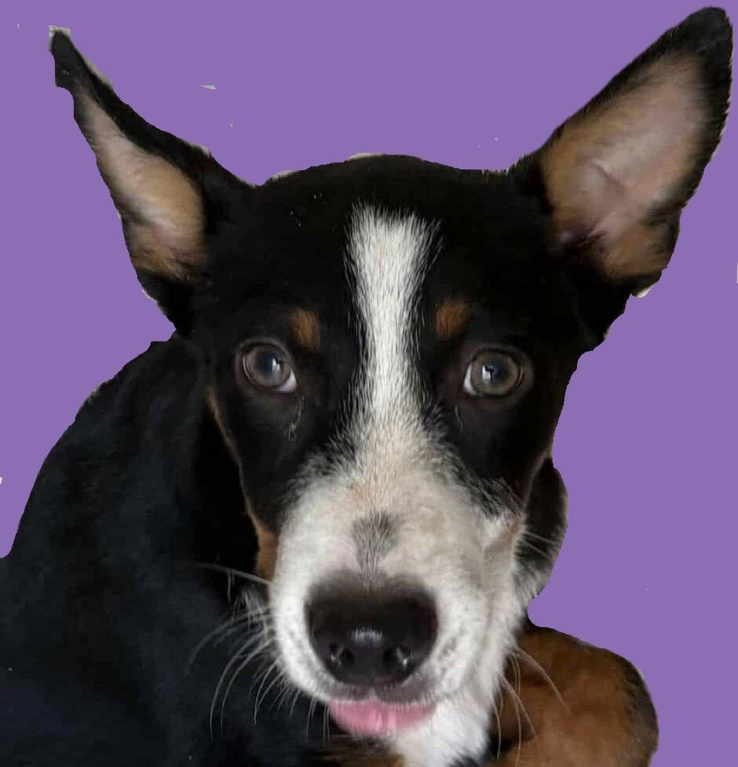 Shaggy, a Adoptable mixed breed in Savannah, GA image 3/6