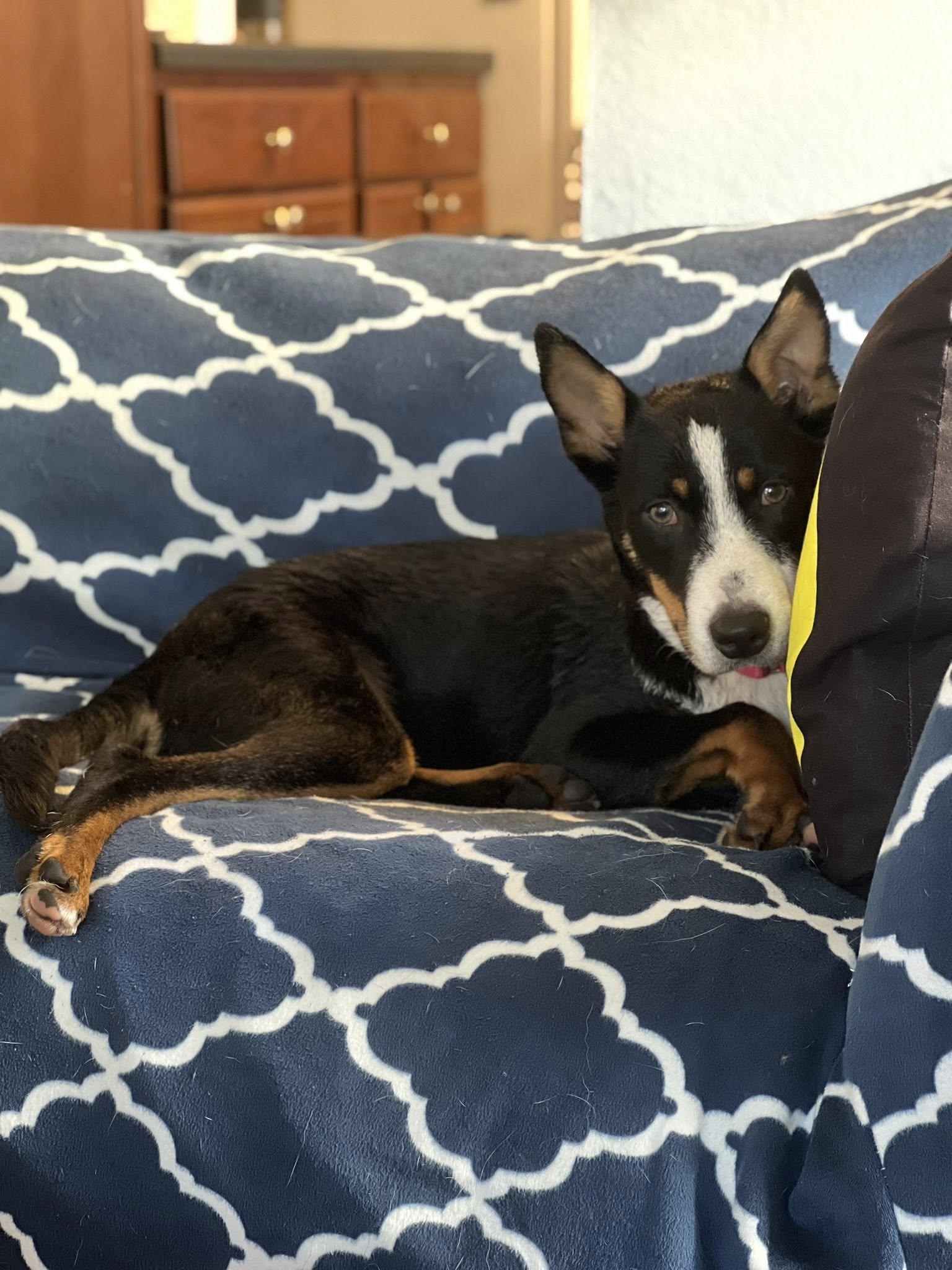 Shaggy, a Adoptable mixed breed in Savannah, GA image 4/6