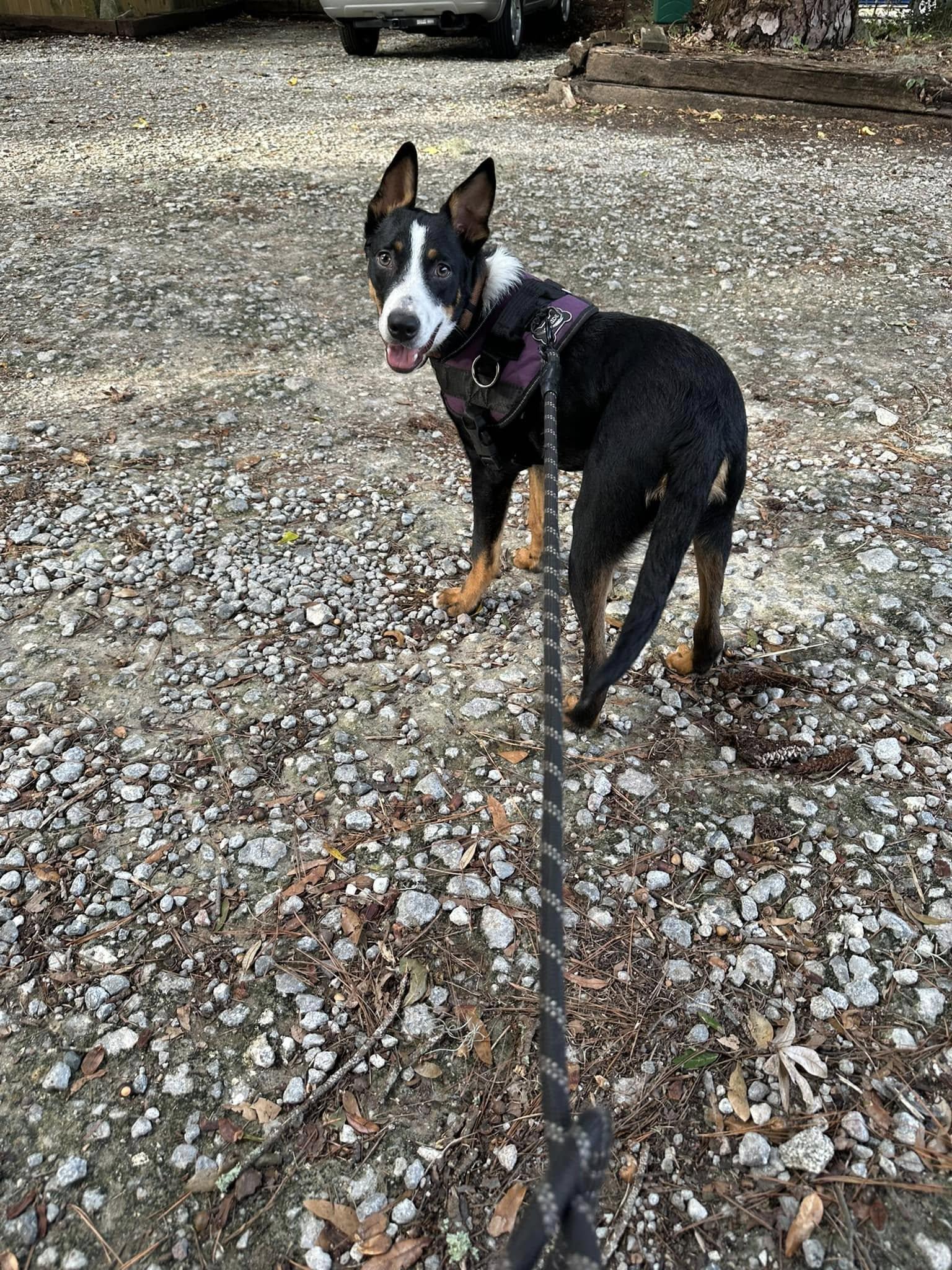 Shaggy, a Adoptable mixed breed in Savannah, GA image 5/6