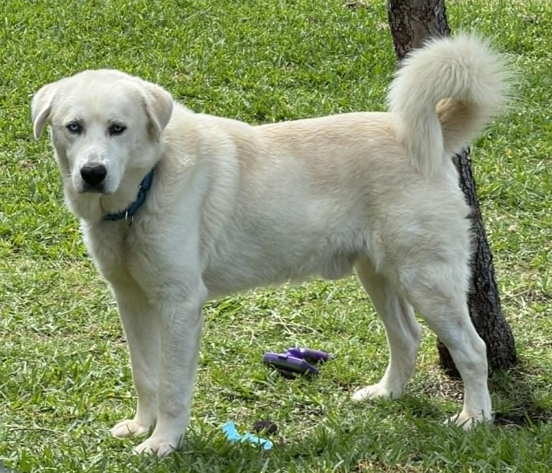 Great Pyrenees for Adoption in Montpelier, Ohio | Petfinder