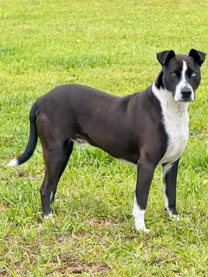 Ford, Adoptable, Young Male Mixed Breed & Mixed Breed.
