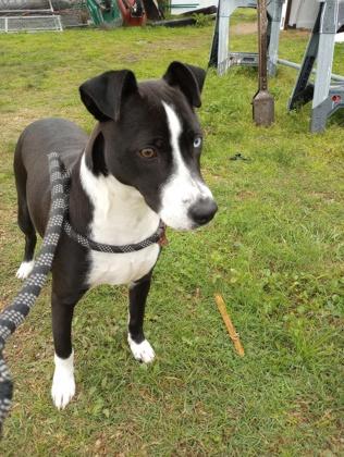 Ford, a Adoptable Mixed Breed in Port Saint Joe, FL image 1/3