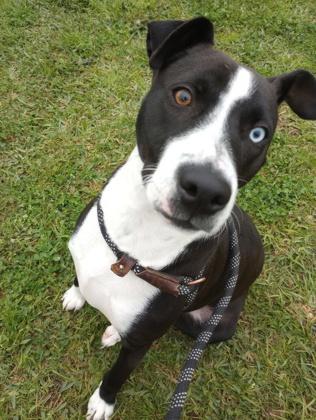 Ford, a Adoptable Mixed Breed in Port Saint Joe, FL image 2/3