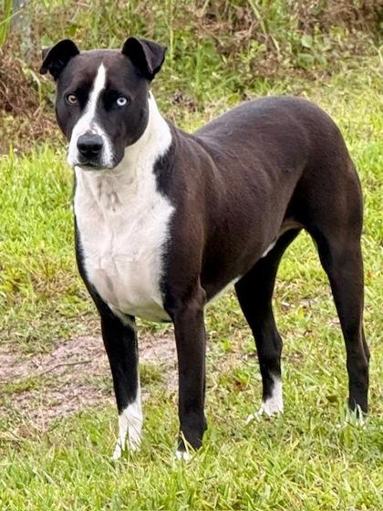 Enlarge Ford, a Adoptable Mixed Breed in Port Saint Joe, FL image 3/3