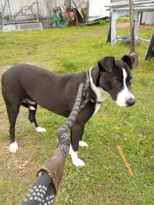 Ford, a Adoptable Mixed Breed in Port Saint Joe, FL image 3/3