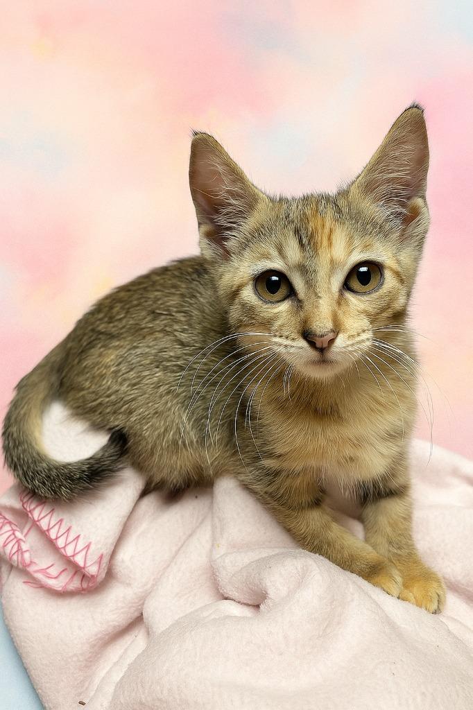 Enlarge Cinnamon, a Adopted mixed breed in Corpus Christi, TX image 1/1