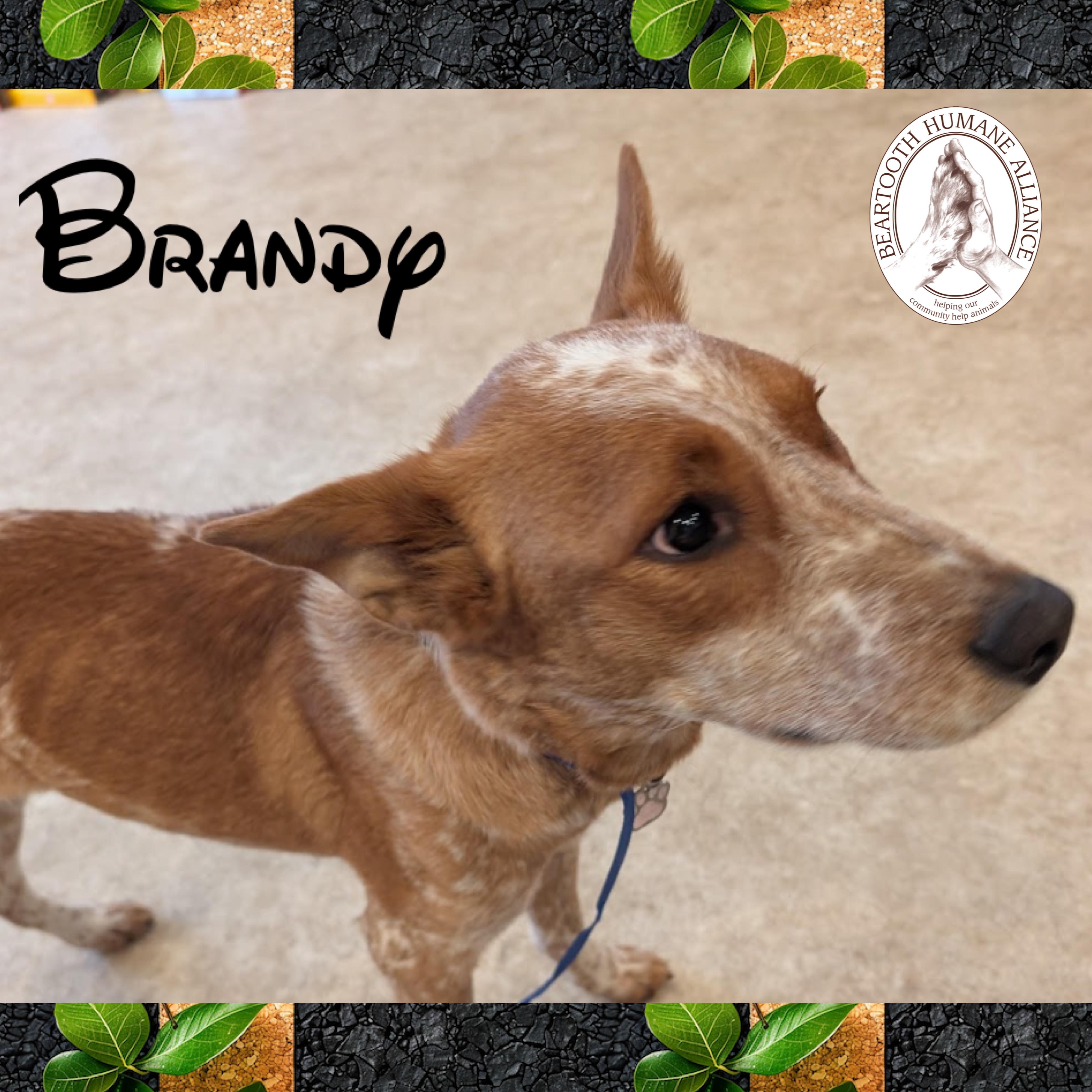 Enlarge Brandy, a ADOPTABLE Australian Cattle Dog / Blue Heeler in Red Lodge, MT image 1/2