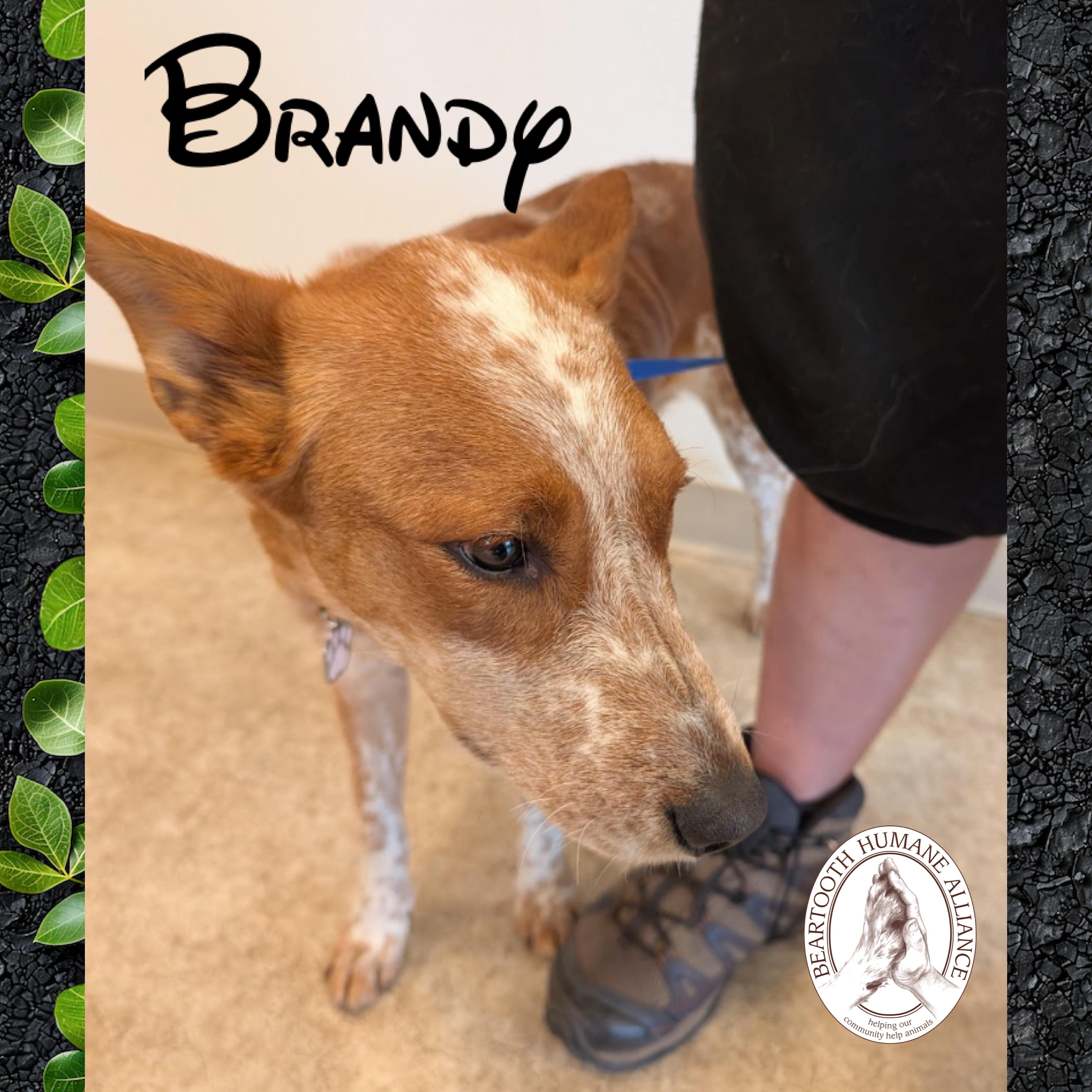 Enlarge Brandy, a ADOPTABLE Australian Cattle Dog / Blue Heeler in Red Lodge, MT image 2/2
