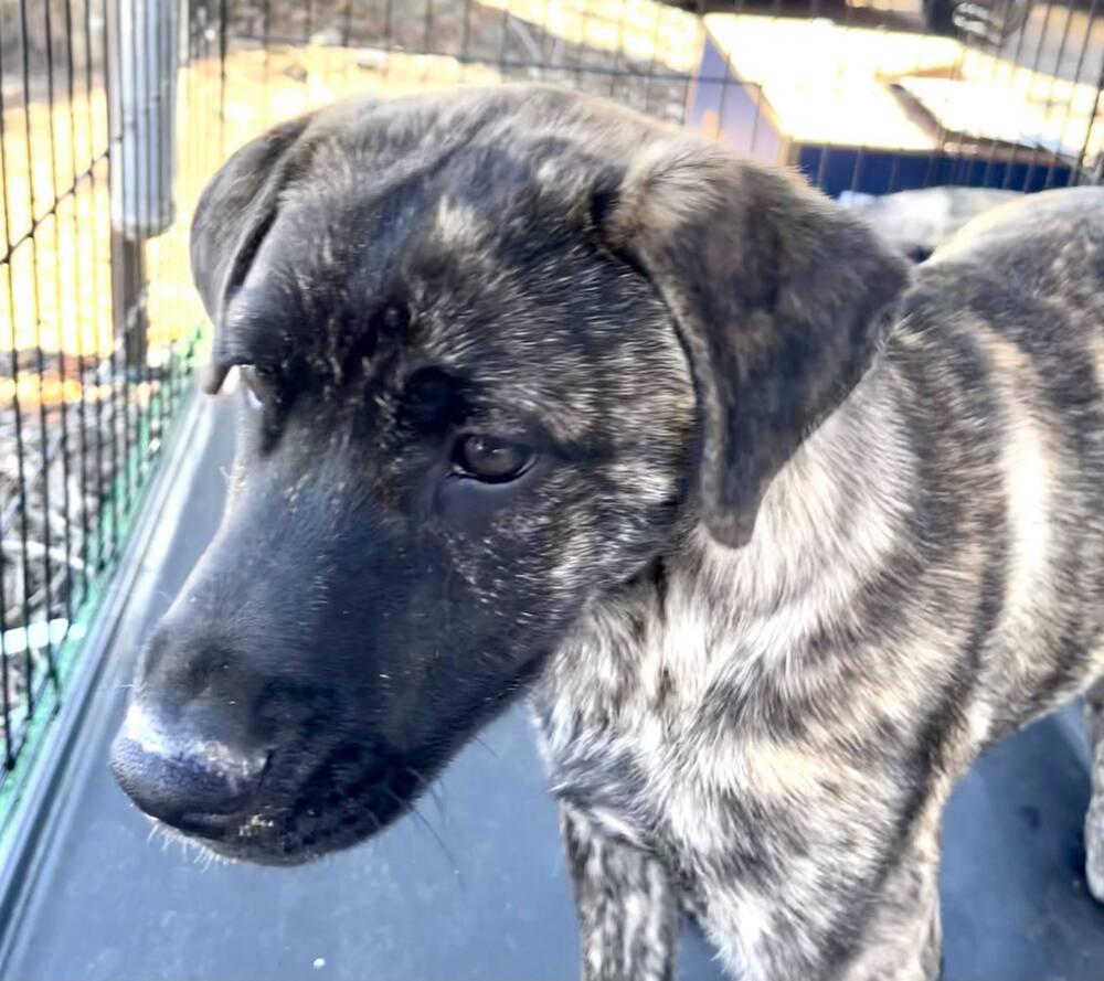 Enlarge Artie, a Adoptable mixed breed in Gillsville, GA image 1/6