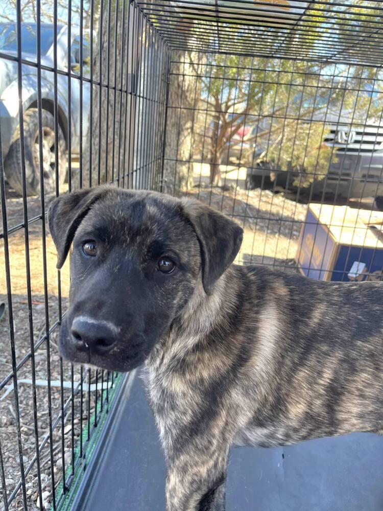 Enlarge Artie, a Adoptable mixed breed in Gillsville, GA image 2/6