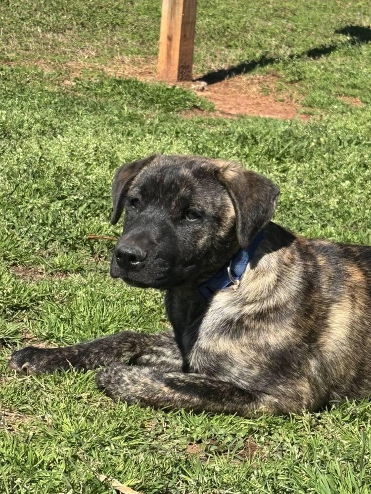 Enlarge Artie, a Adoptable mixed breed in Gillsville, GA image 3/6