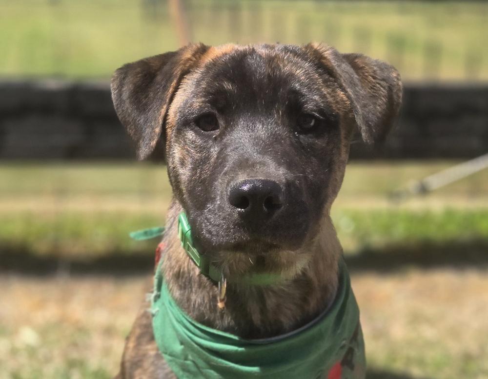 Enlarge Artie, a Adoptable mixed breed in Gillsville, GA image 4/6