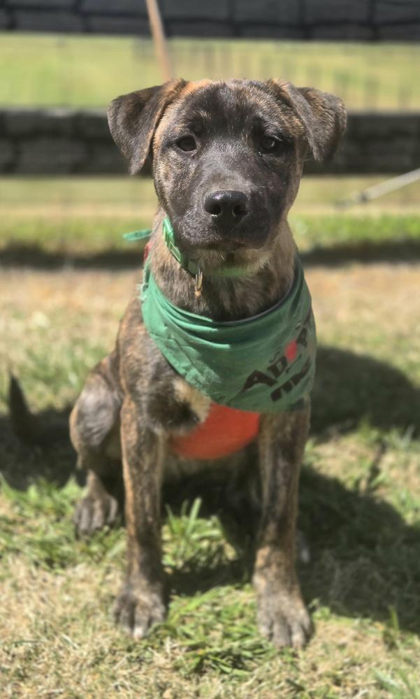 Enlarge Artie, a Adoptable mixed breed in Gillsville, GA image 5/6