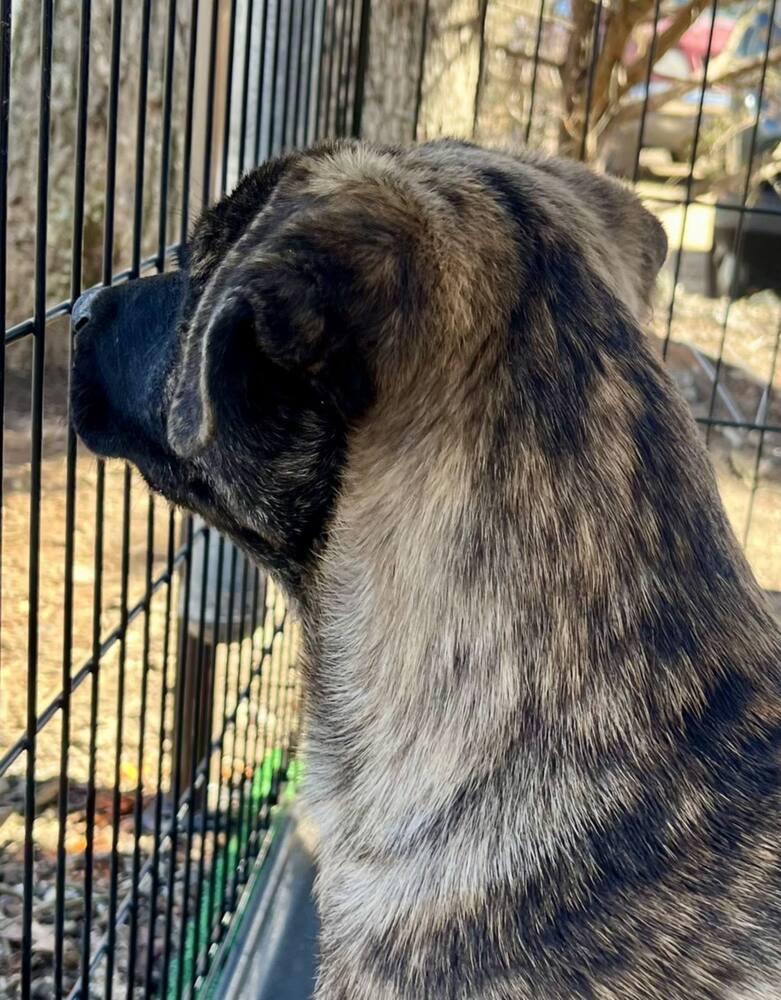 Enlarge Artie, a Adoptable mixed breed in Gillsville, GA image 6/6