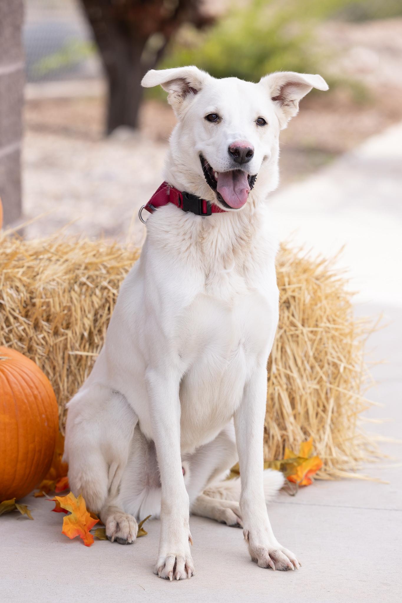BENJAMIN, an adoptable Great Pyrenees in Moab, UT, 84532 | Photo Image 1