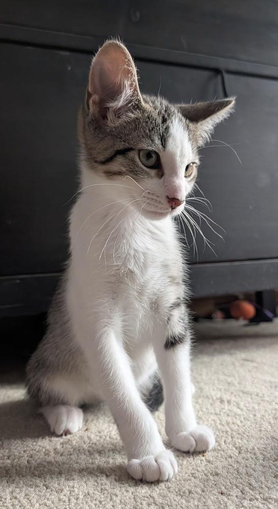 Izra, a Adoptable mixed breed in Poplar Grove, IL image 1/4