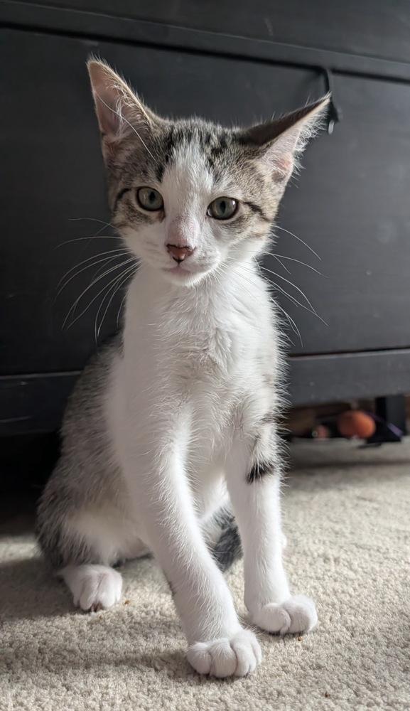 Izra, a Adoptable mixed breed in Poplar Grove, IL image 4/4