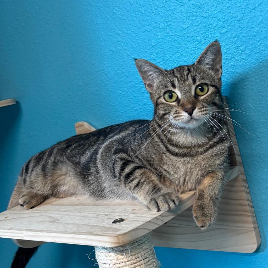 Enlarge Cinnamonroll, a Adoptable mixed breed in Magnolia, TX image 2/5
