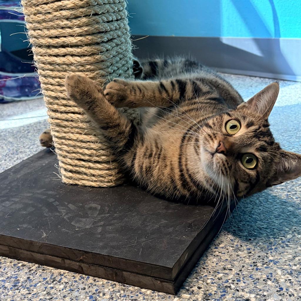 Enlarge Cinnamonroll, a Adoptable mixed breed in Magnolia, TX image 4/5