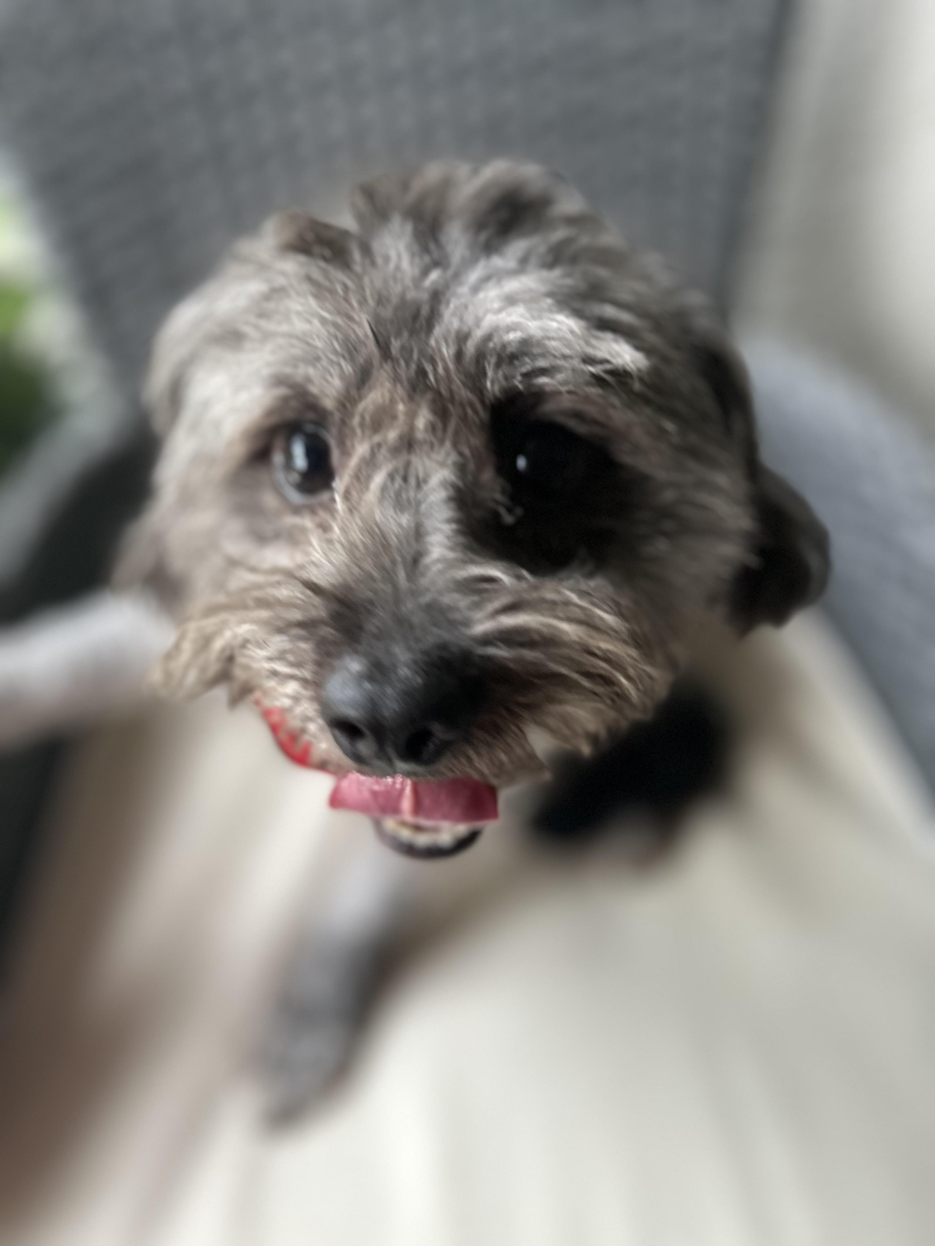 Enlarge Benji, a ADOPTABLE Shih poo in Maitland, FL image 5/5