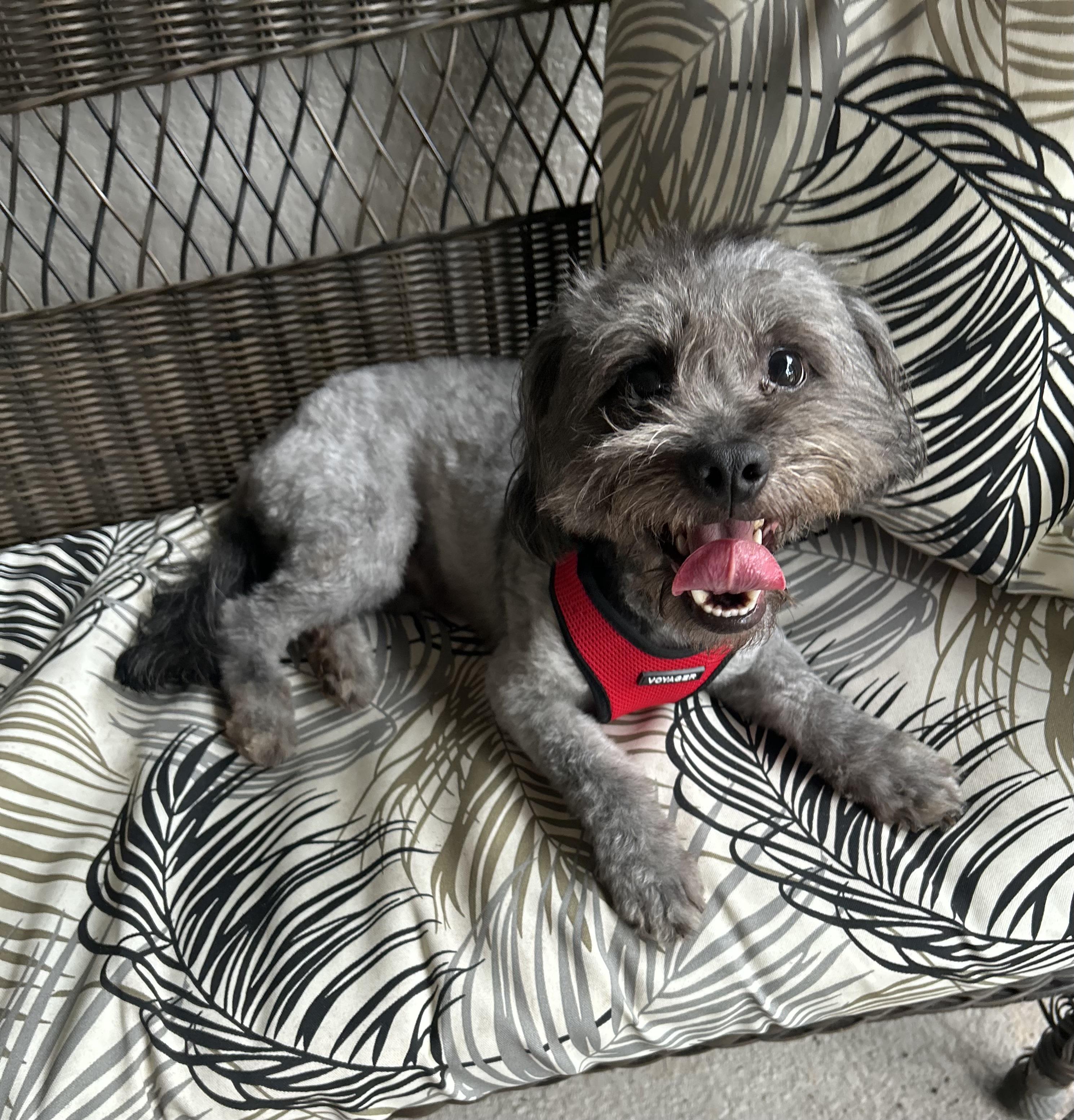 Enlarge Benji, a ADOPTABLE Shih poo in Maitland, FL image 1/5