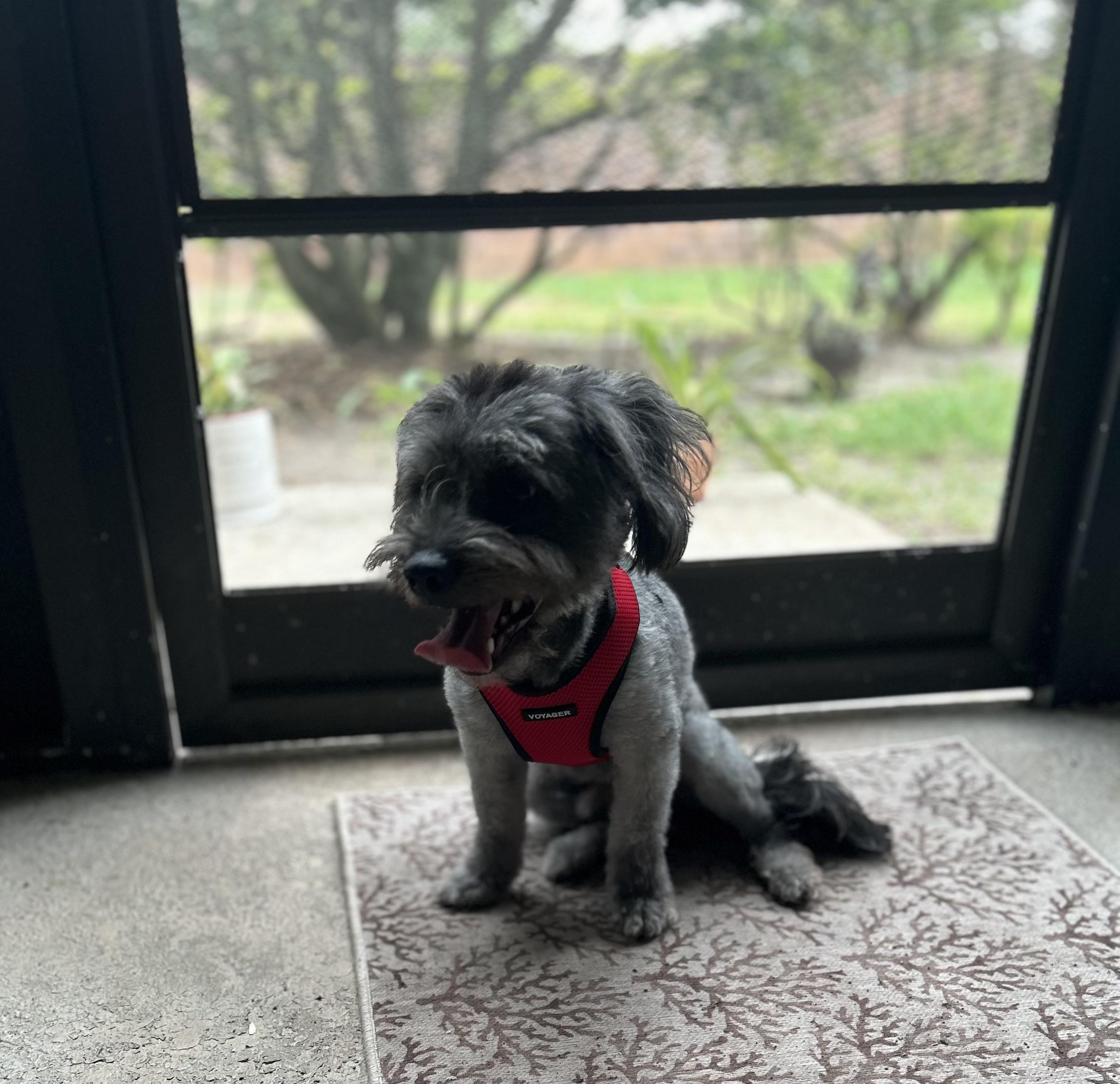 Enlarge Benji, a ADOPTABLE Shih poo in Maitland, FL image 2/5