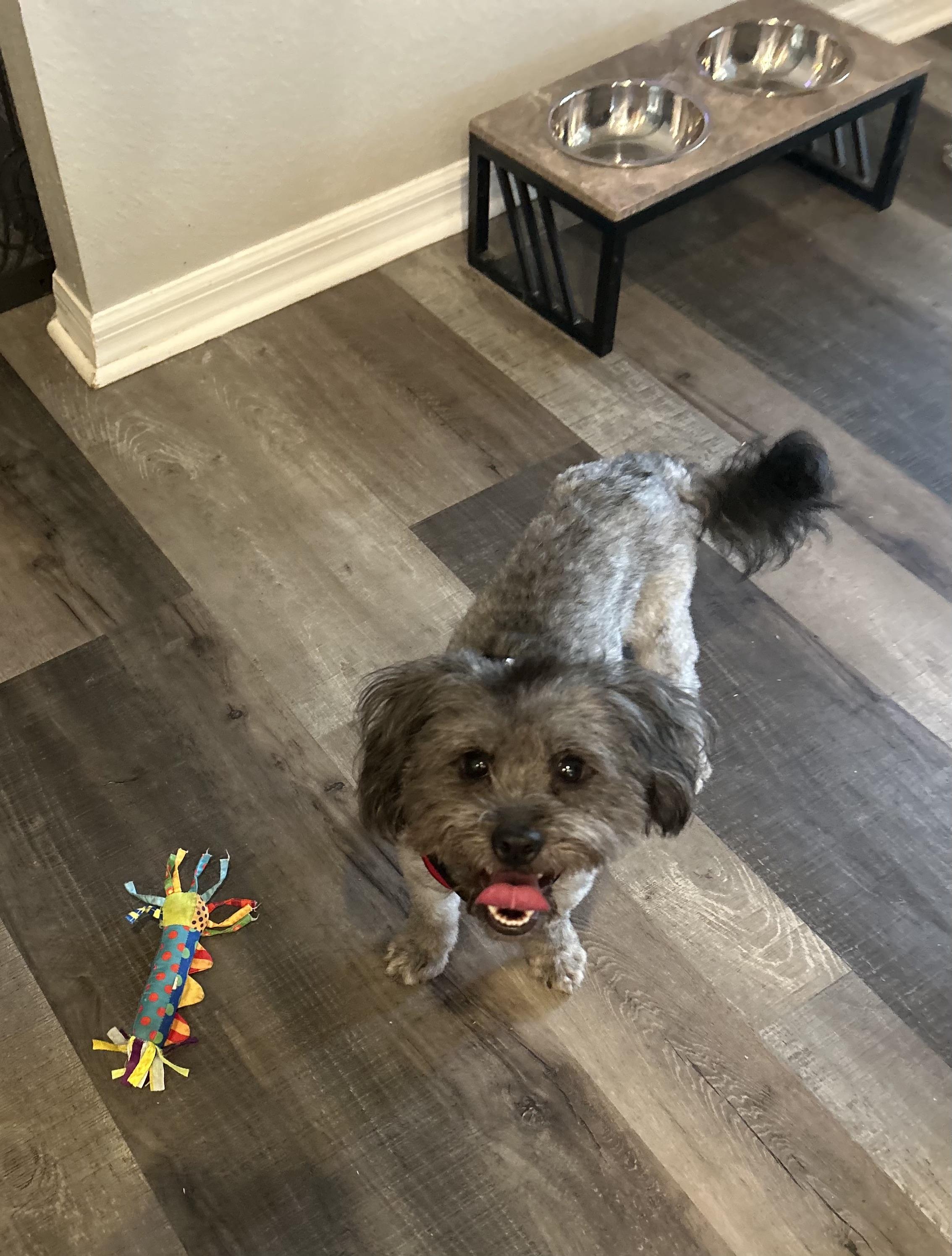 Enlarge Benji, a ADOPTABLE Shih poo in Maitland, FL image 4/5