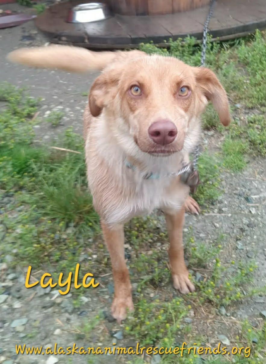 Layla, Adoptable, Adult Female Spaniel & Retriever.