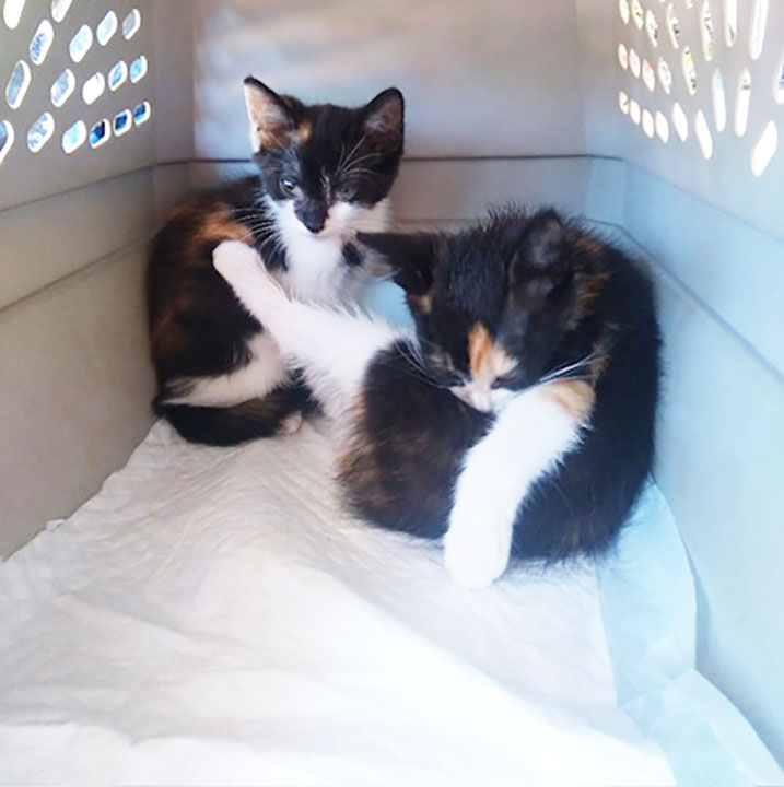 Enlarge KITTENS KITTENS KITTENS!, a Adoptable Domestic Short Hair in Orangevale, CA image 4/6