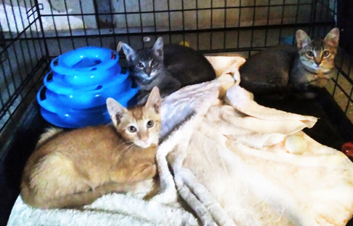 Enlarge KITTENS KITTENS KITTENS!, a Adoptable Domestic Short Hair in Orangevale, CA image 5/6