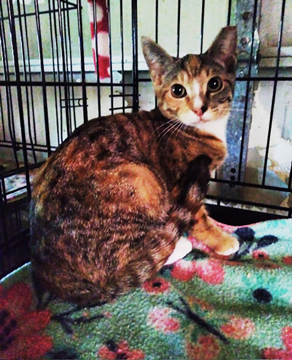 Enlarge KITTENS KITTENS KITTENS!, a Adoptable Domestic Short Hair in Orangevale, CA image 6/6