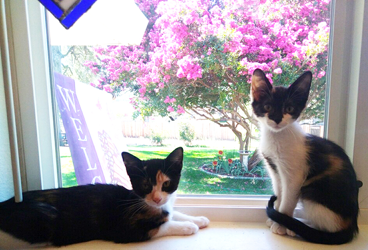 Enlarge KITTENS KITTENS KITTENS!, a Adoptable Domestic Short Hair in Orangevale, CA image 1/6